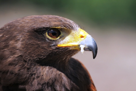 Falco di Harris - Harris hawk